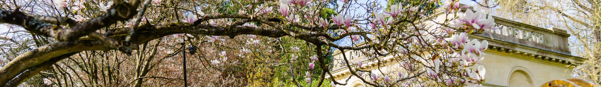 Magnolia in Spring at the Botanical Gardens